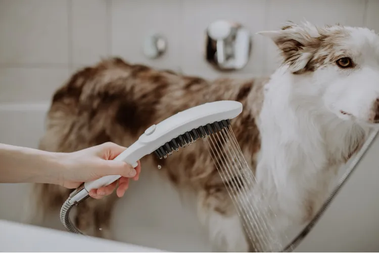 Ручні душі для собак HANSGROHE DOGSHOWER. Фото 2