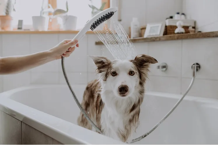 Ручні душі для собак HANSGROHE DOGSHOWER. Фото 1