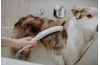 Ручні душі для собак HANSGROHE DOGSHOWER. Фото 2