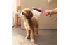 Ручний душ DogShower 150 3Jet Pink (26640560) image 5