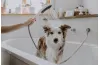 Ручні душі для собак HANSGROHE DOGSHOWER. Фото 1