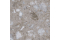 ECLIPSE TERRAZZO GRIGIO 60x60 (плитка для підлоги і стін)